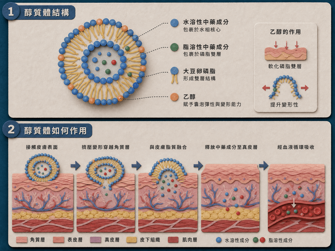 納米醇質體載藥技術示意圖：以磷脂及乙醇形成可變形囊泡，用於研究經皮遞送